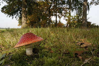 BUITEN BEELD Foto: 41313