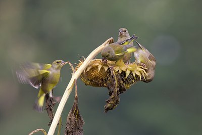 BUITEN BEELD Foto: 41314