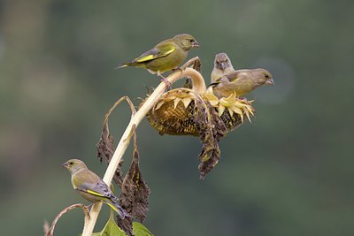 BUITEN BEELD Foto: 41321