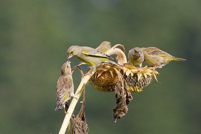 BUITEN BEELD Foto: 41322