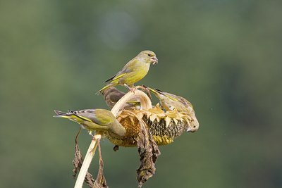 BUITEN BEELD Foto: 41324