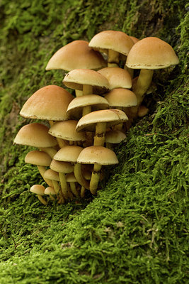 BUITEN BEELD Foto: 41338