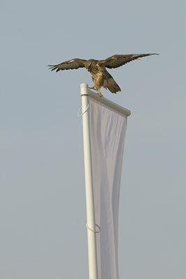 BUITEN BEELD Foto: 41346