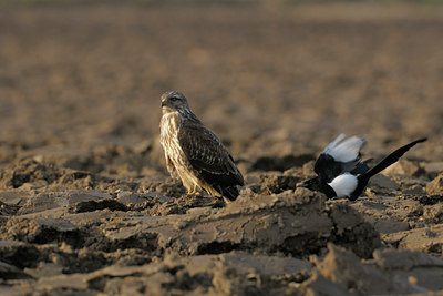 BUITEN BEELD Foto: 41349