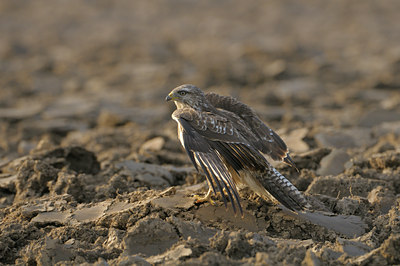 BUITEN BEELD Foto: 41350