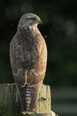 BUITEN BEELD Foto: 41351