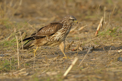 BUITEN BEELD Foto: 41352