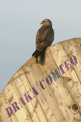 BUITEN BEELD Foto: 41354