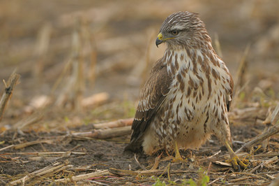 BUITEN BEELD Foto: 41355