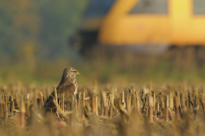 BUITEN BEELD Foto: 41360