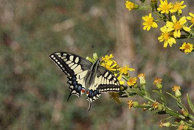 BUITEN BEELD Foto: 41366