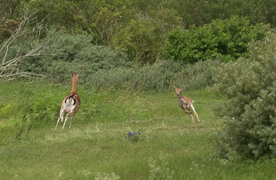 BUITEN BEELD Foto: 41387