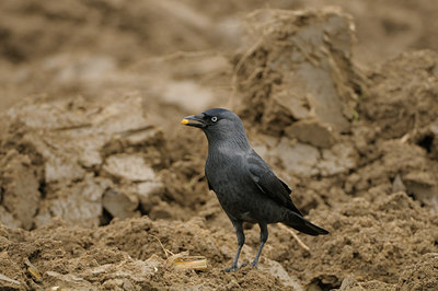 BUITEN BEELD Foto: 41446