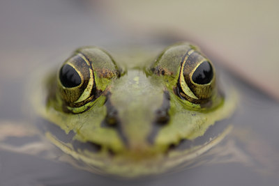 BUITEN BEELD Foto: 41447