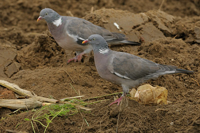 BUITEN BEELD Foto: 41448