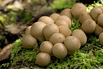 BUITEN BEELD Foto: 41464