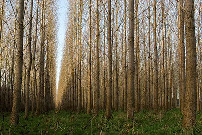 BUITEN BEELD Foto: 41471