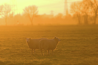 BUITEN BEELD Foto: 41475