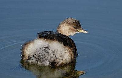 BUITEN BEELD Foto: 41534