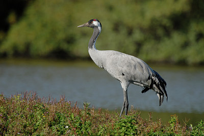 BUITEN BEELD Foto: 41540