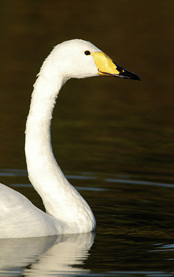 BUITEN BEELD Foto: 41542