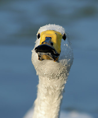 BUITEN BEELD Foto: 41543