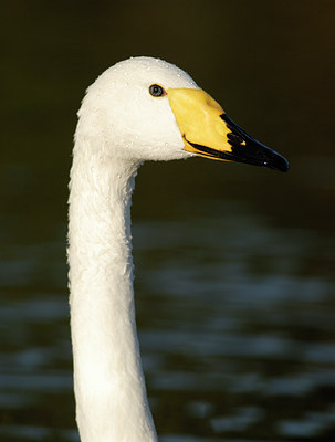 BUITEN BEELD Foto: 41544