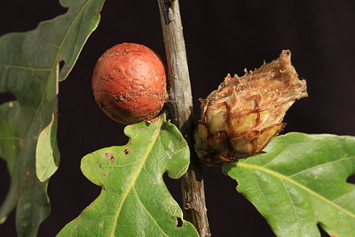 BUITEN BEELD Foto: 41553