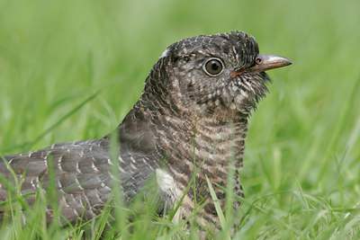 BUITEN BEELD Foto: 41589
