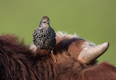 BUITEN BEELD Foto: 41591
