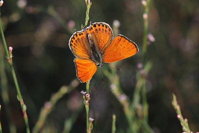 BUITEN BEELD Foto: 41603