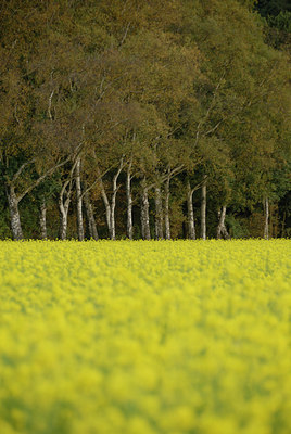 BUITEN BEELD Foto: 41627