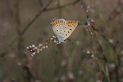 BUITEN BEELD Foto: 41633