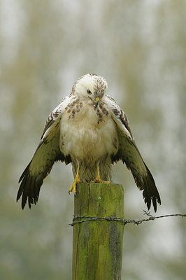 BUITEN BEELD Foto: 41637