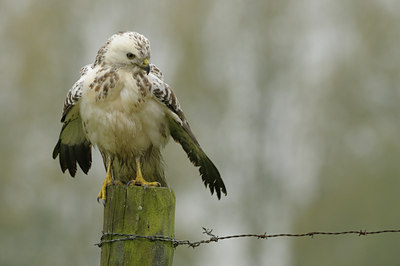 BUITEN BEELD Foto: 41638