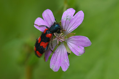 BUITEN BEELD Foto: 41661