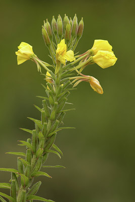 BUITEN BEELD Foto: 41664