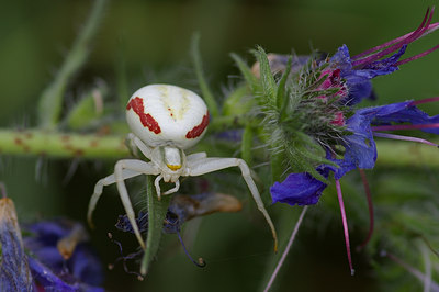 BUITEN BEELD Foto: 41672