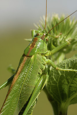 BUITEN BEELD Foto: 41675