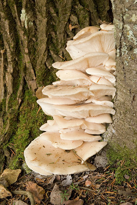 BUITEN BEELD Foto: 41685