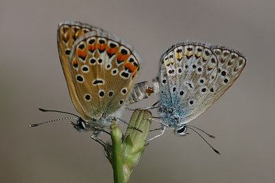 BUITEN BEELD Foto: 41694