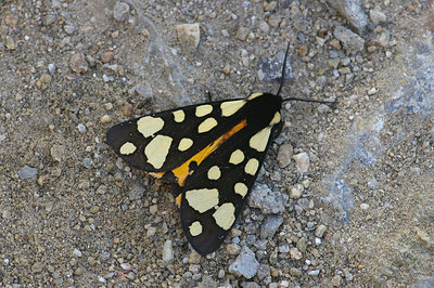 BUITEN BEELD Foto: 41699
