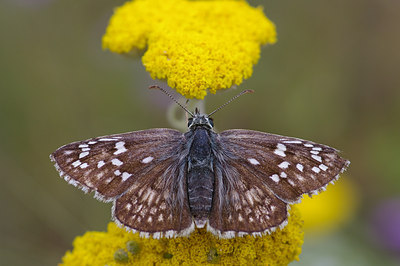 BUITEN BEELD Foto: 41710