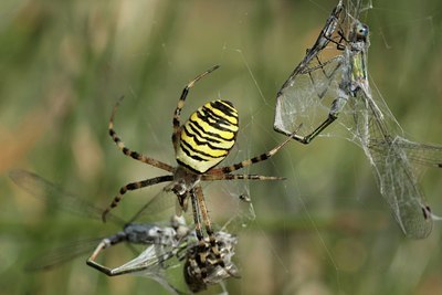 BUITEN BEELD Foto: 41722