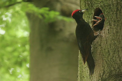 BUITEN BEELD Foto: 41738