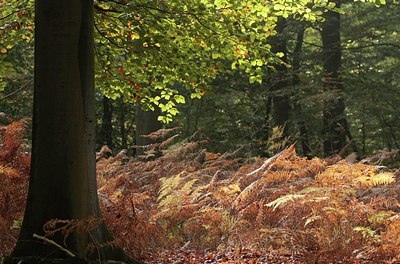 BUITEN BEELD Foto: 41740