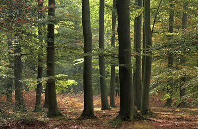 BUITEN BEELD Foto: 41742