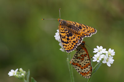BUITEN BEELD Foto: 41757