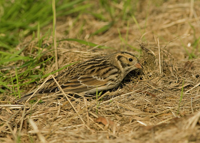 BUITEN BEELD Foto: 41782