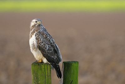 BUITEN BEELD Foto: 41814